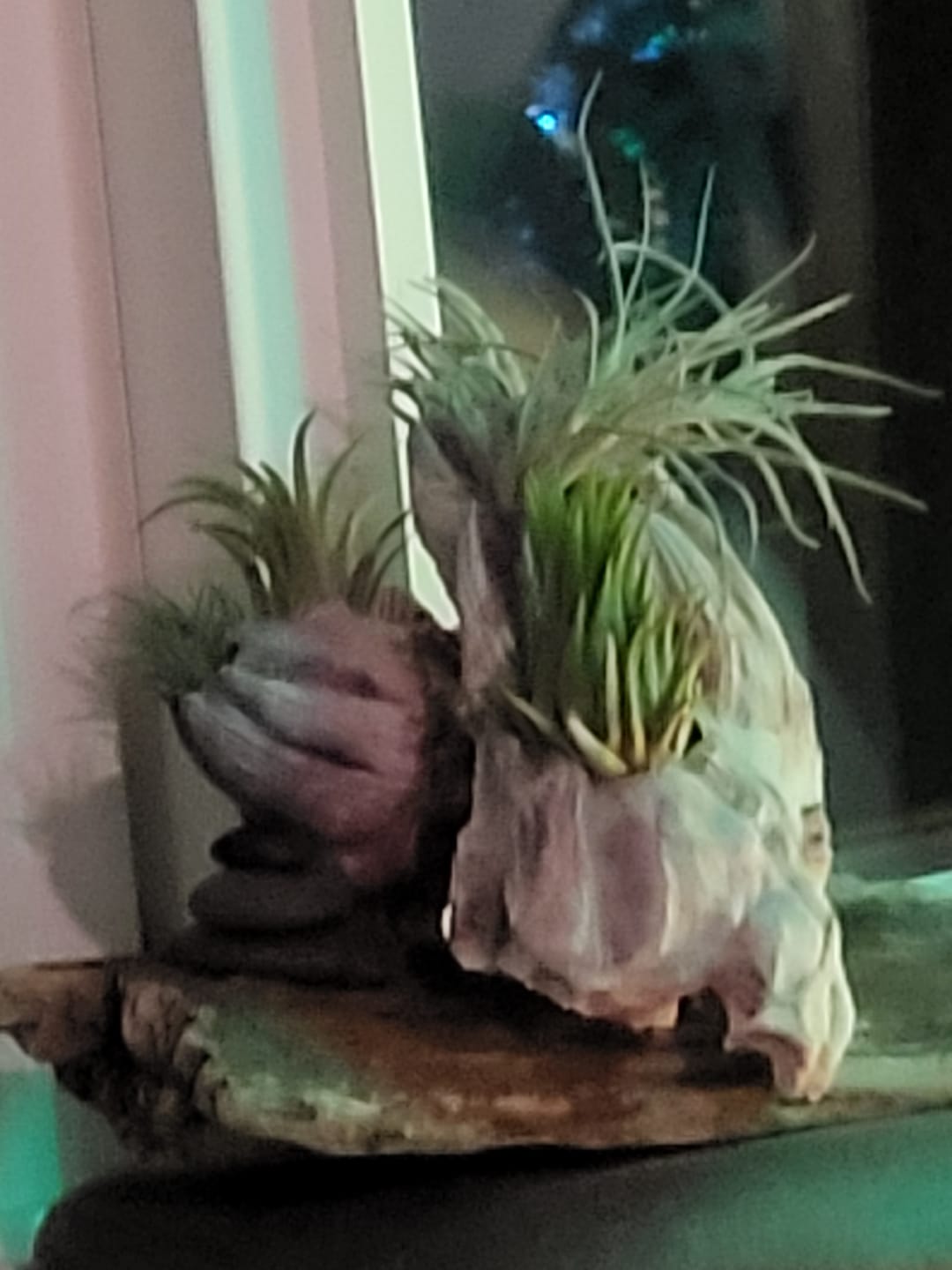 Customer photo review of Mitlaensis Small Seedling
