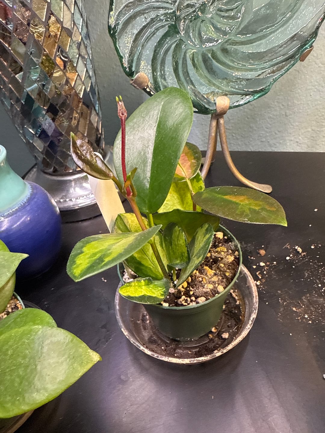 Customer photo review of Hoya australis 'Lisa'