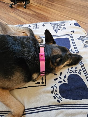 Customer photo review of FurLife™ 12 Months Flea and Tick Free