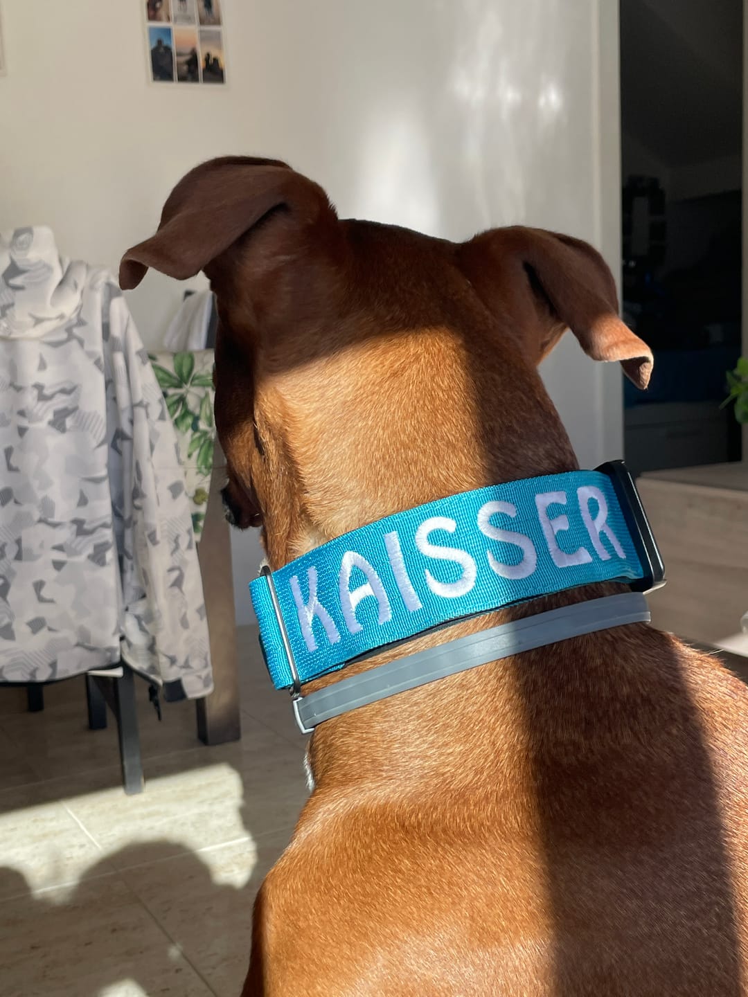 Customer photo review of 5cm Combat® Collar | With Handle & Secure Clip - Light Blue
