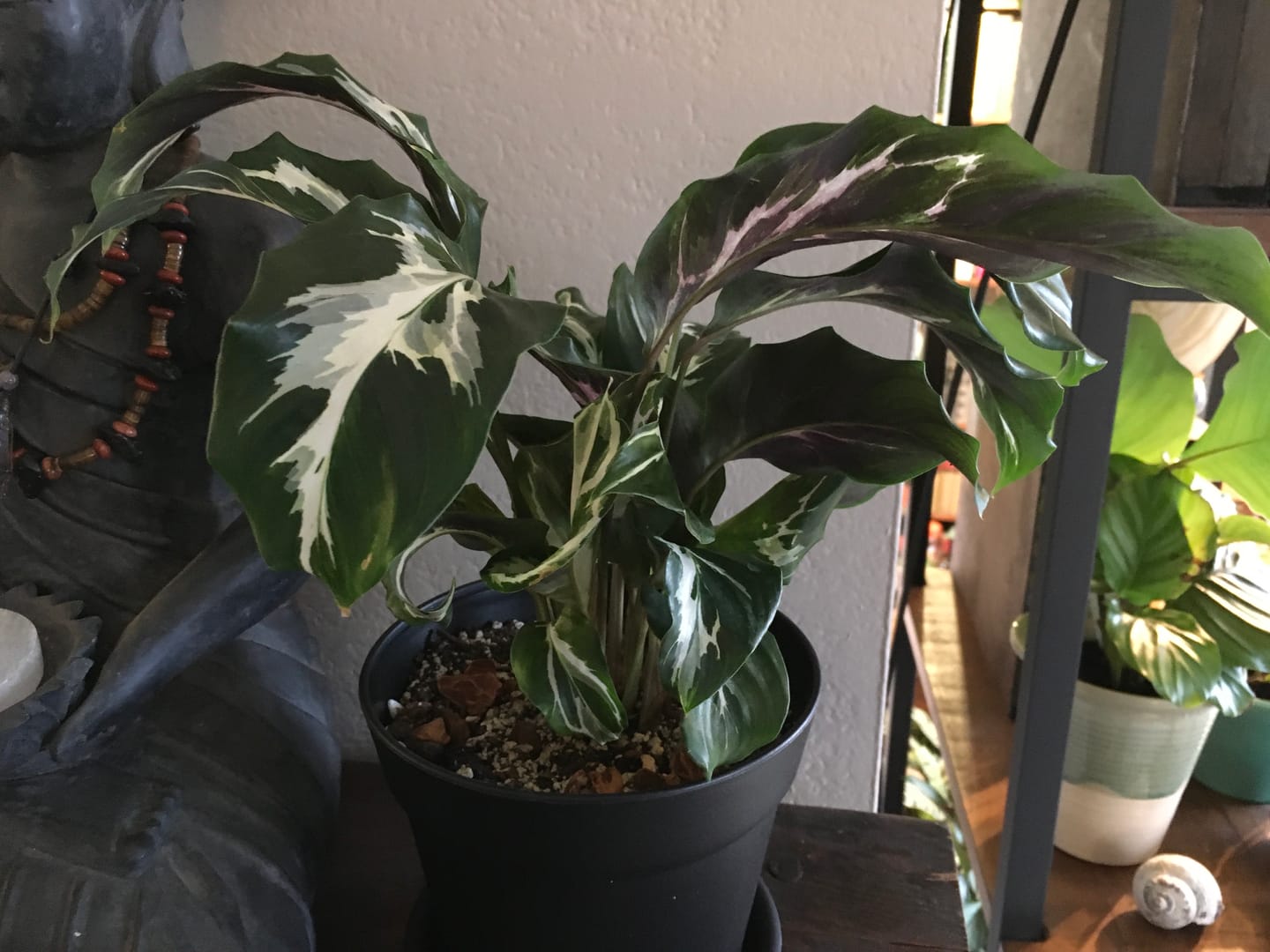 Customer photo review of Calathea 'Stella'