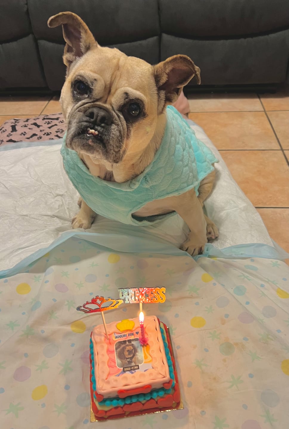 Customer photo review of Incanto per Lei Personalizzabile CON FOTO, Torta Per Cani Superiore