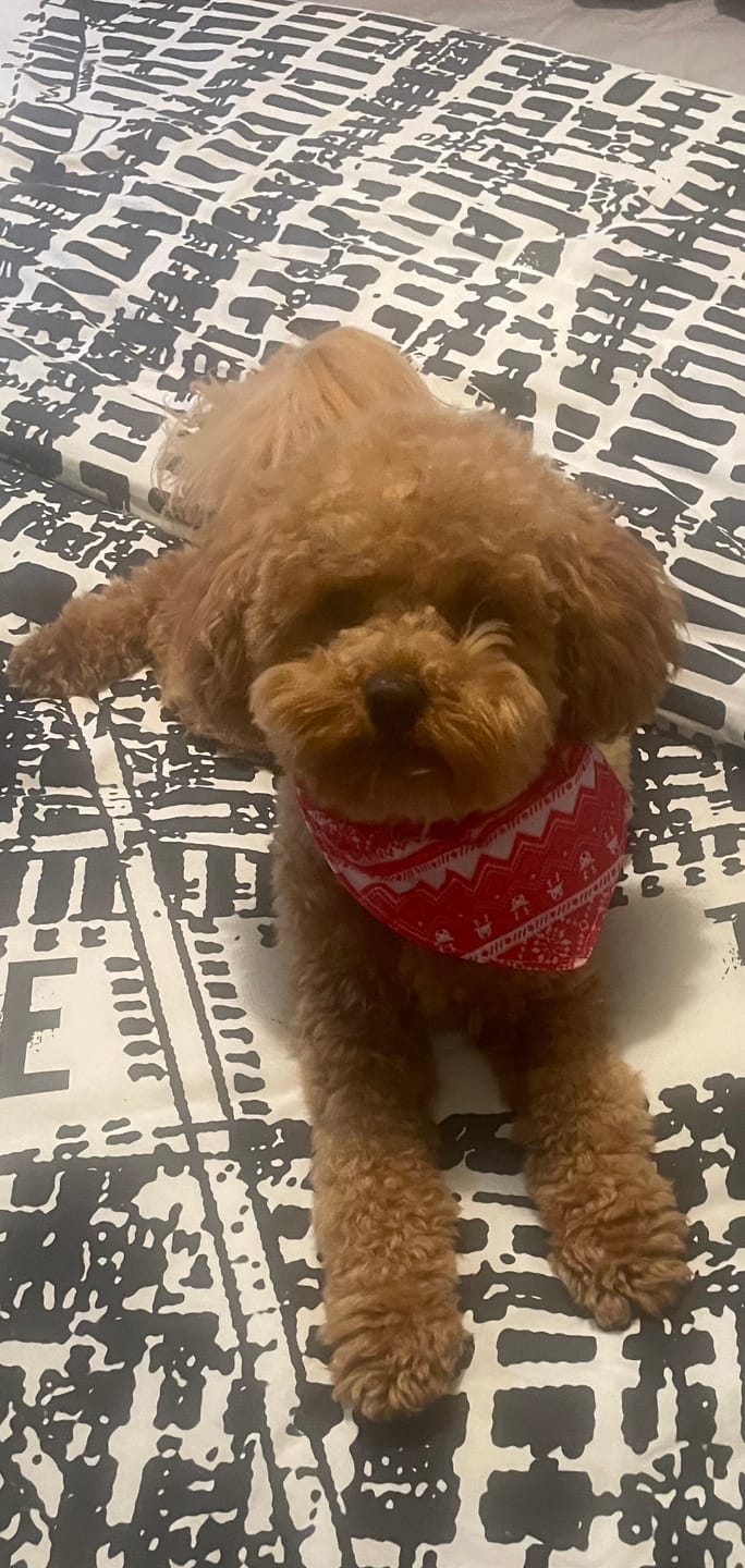 Customer photo review of Dog Bark Silencer