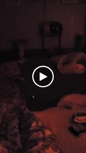 Stella J. review of SPEEDY TAIL 2.0 image 1 out of 1