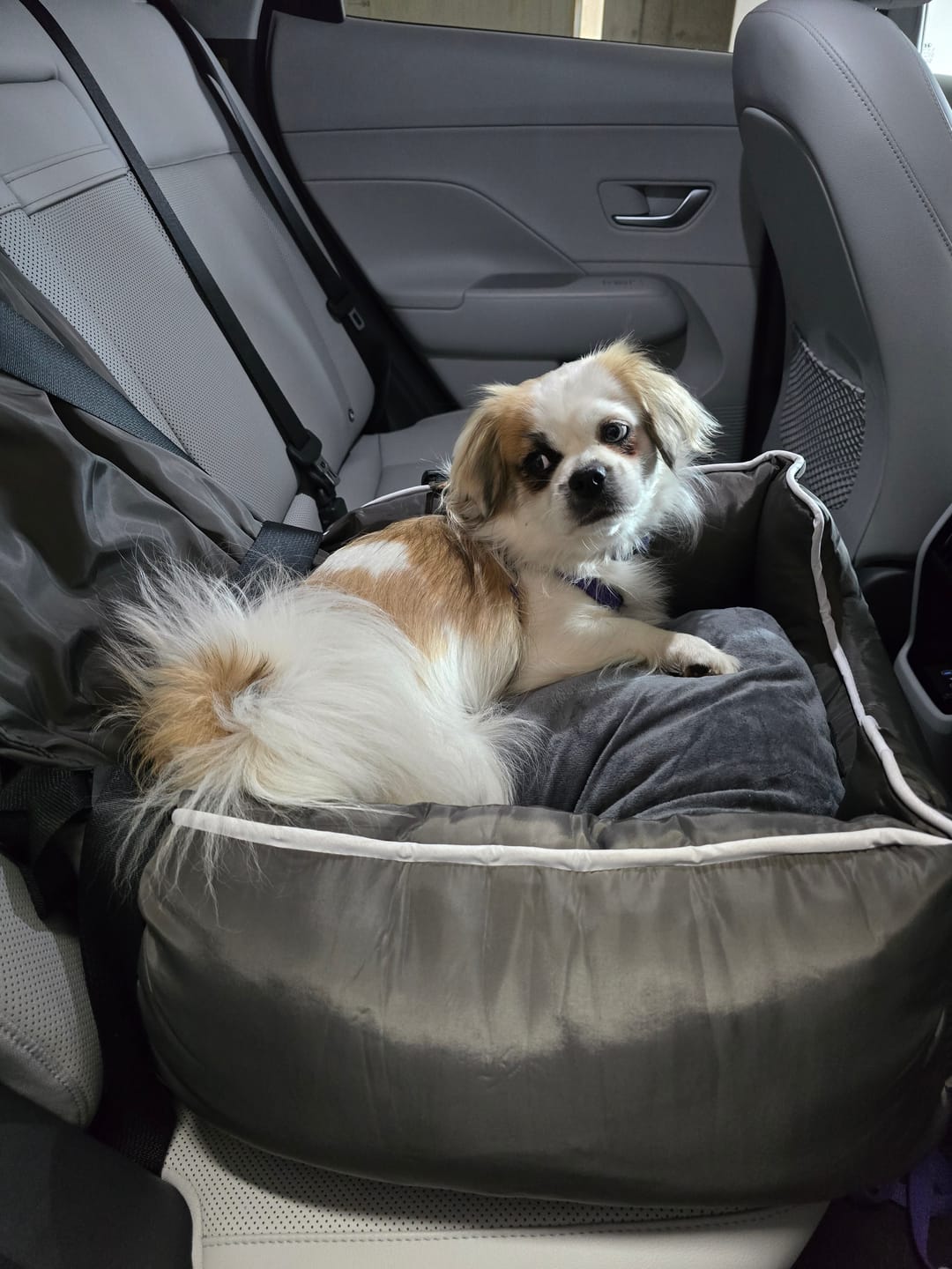 Customer photo review of Pet Car Booster Seat - Grey