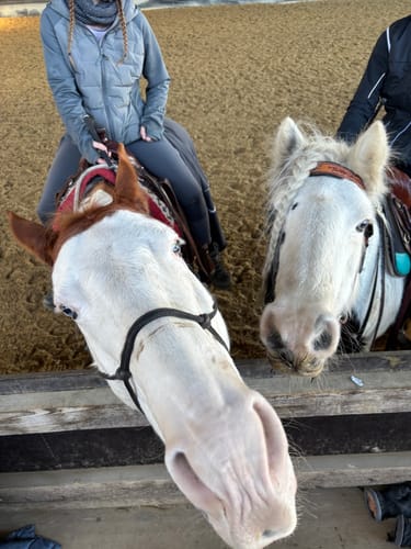 Customer photo review of Strotonin Horse Support