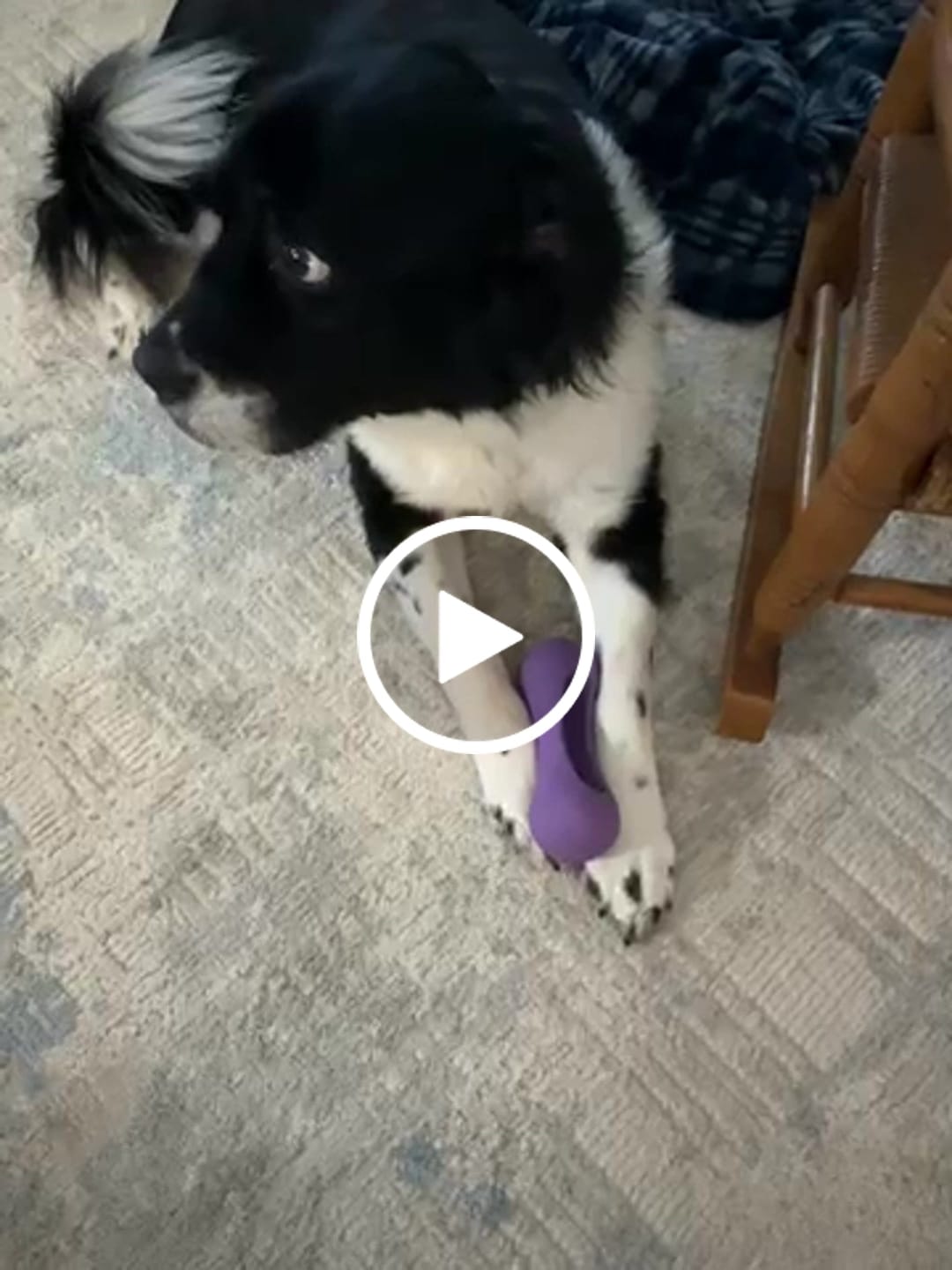 Customer video review of Freezstick - Indestructible Enrichment Chew