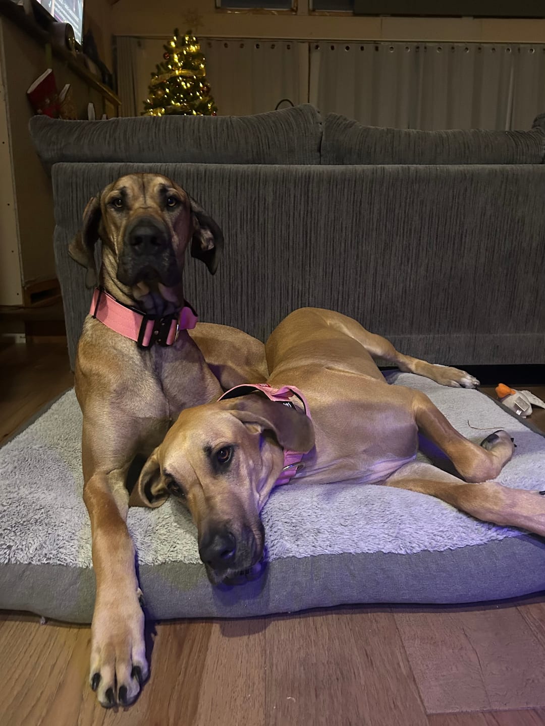 Customer photo review of 2" Tactik Dog Collar - Rose