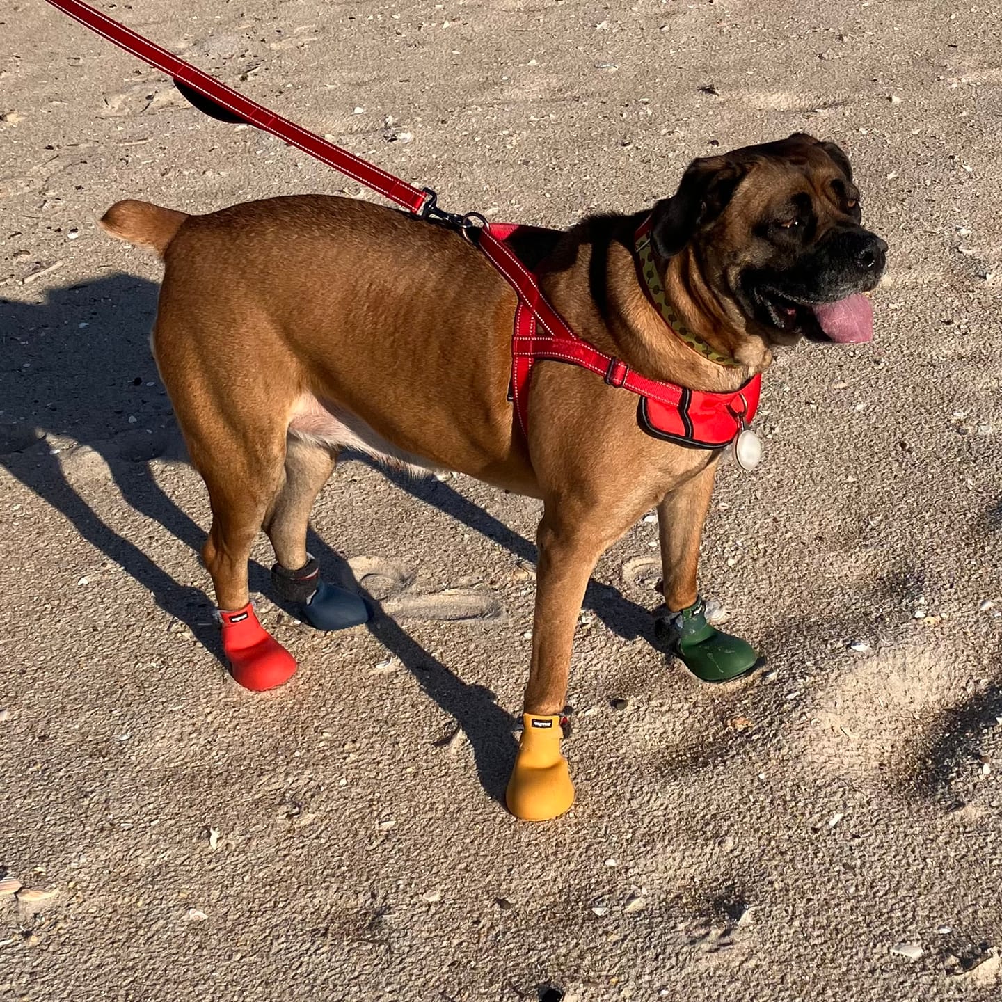 Customer photo review of WagWellie® Single