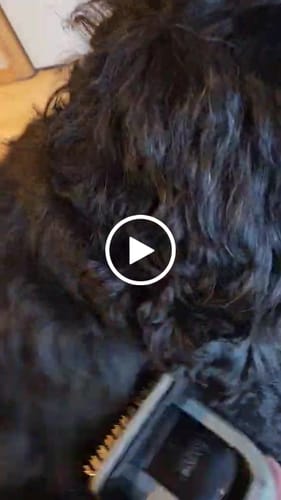 Customer video review of Carrying Case for furMe Grooming Vacuum