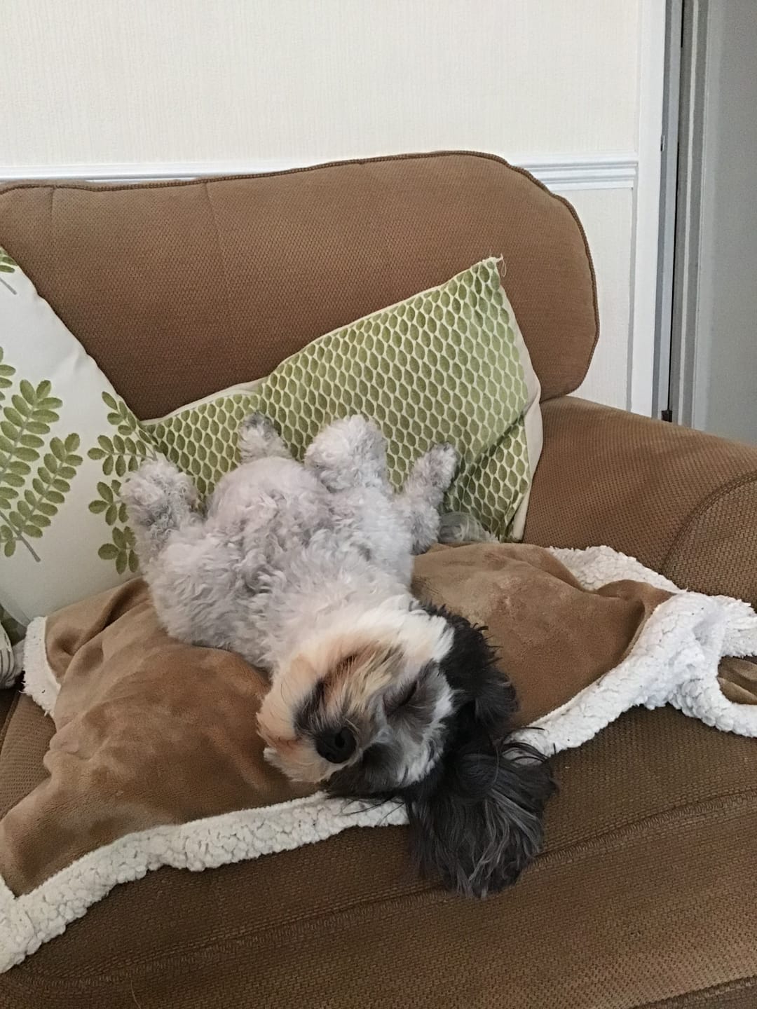 Customer photo review of Dog Gel