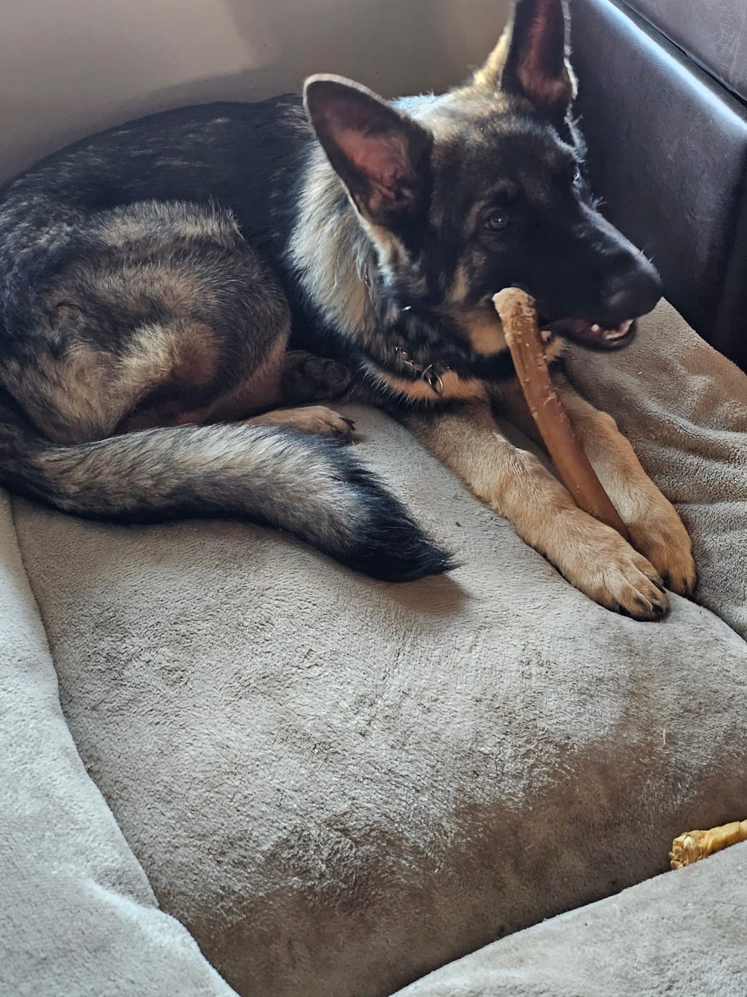 Customer photo review of Yak Cheese Chews - Extra Large