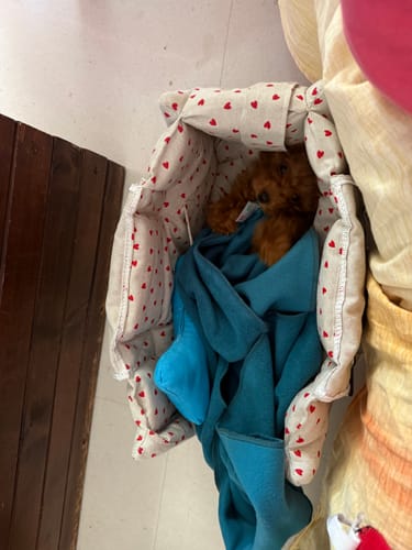 Customer photo review of Gioco Osso