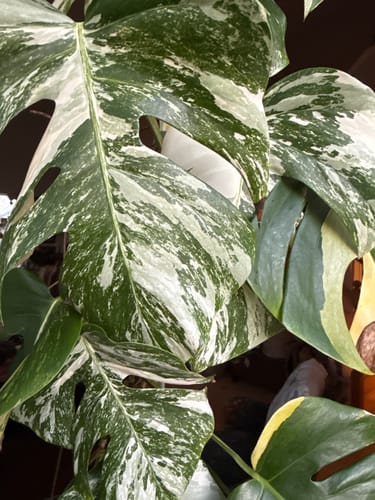 Customer photo review of Houseplant Pest Spray