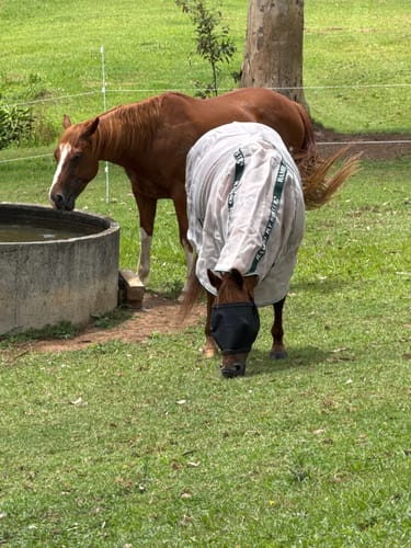 Customer photo review of Rambo Flybuster Vamoose NFZ