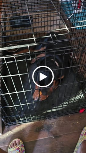 Customer video review of PUMPKIN YAK CHEWS