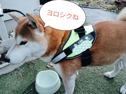 Customer photo review of FunFunPet 高機能ハーネス（お名前タグ作成サービス付き）