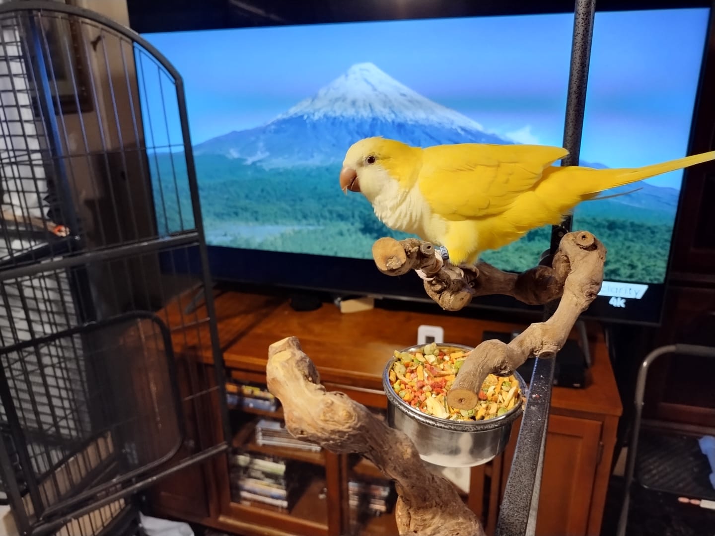 Customer photo review of Bird Bites Freeze Dried Chop - Daily Fruits & Veggies, 4 Flavors to Choose From