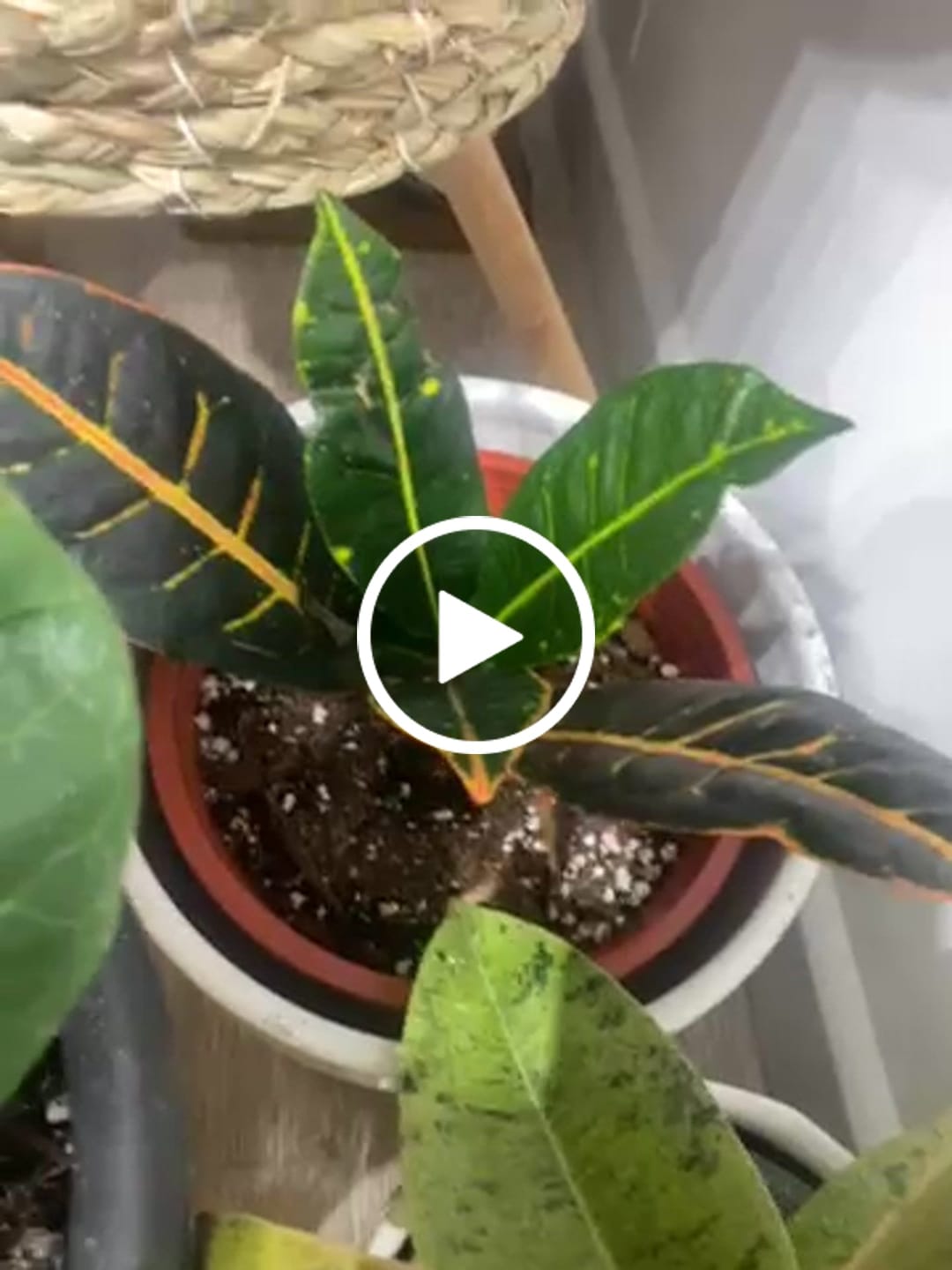 Customer video review of Sustrato Premium para plantas de interior o en macetas