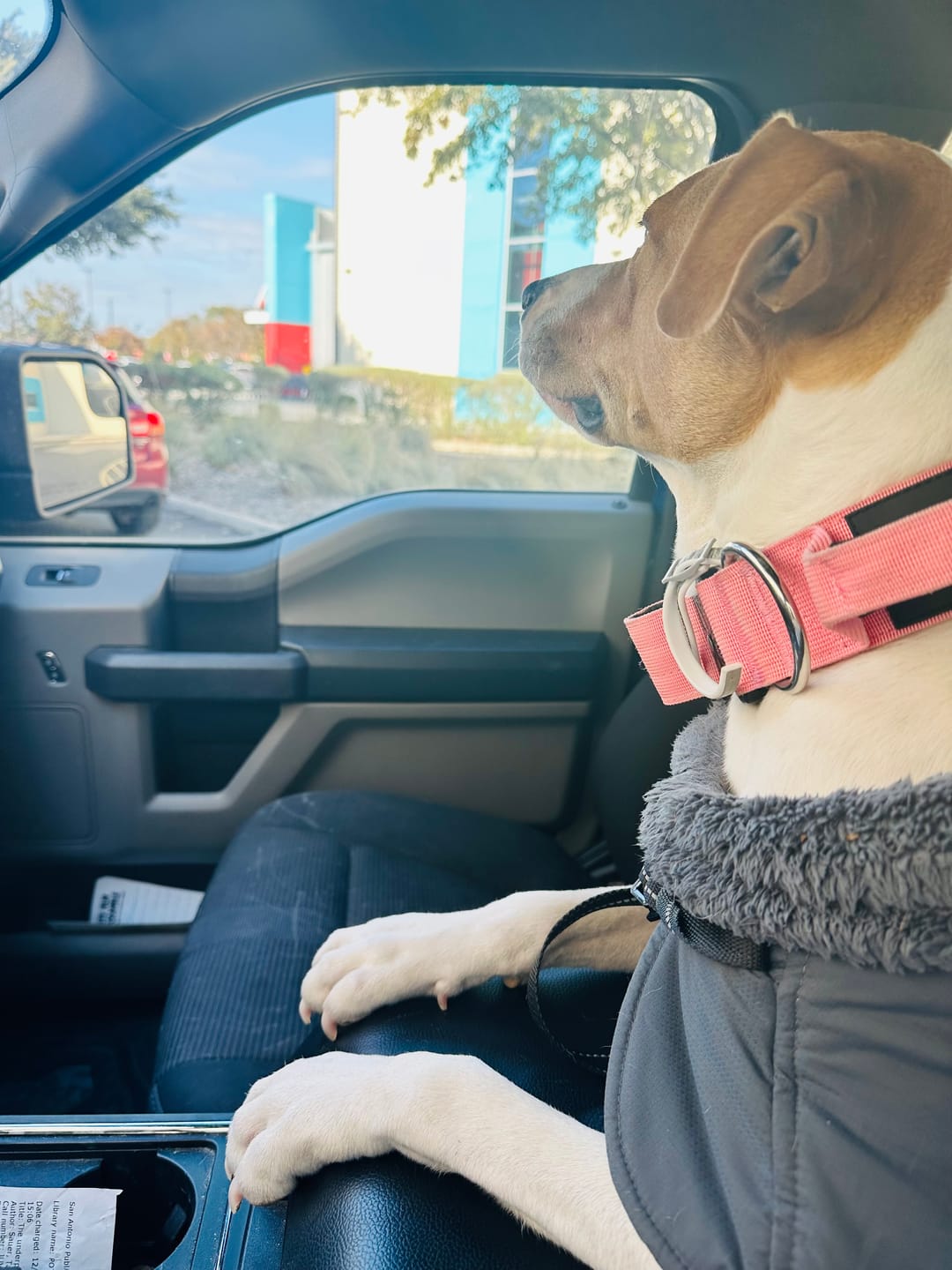 Customer photo review of 2" Tactik Dog Collar - Rose