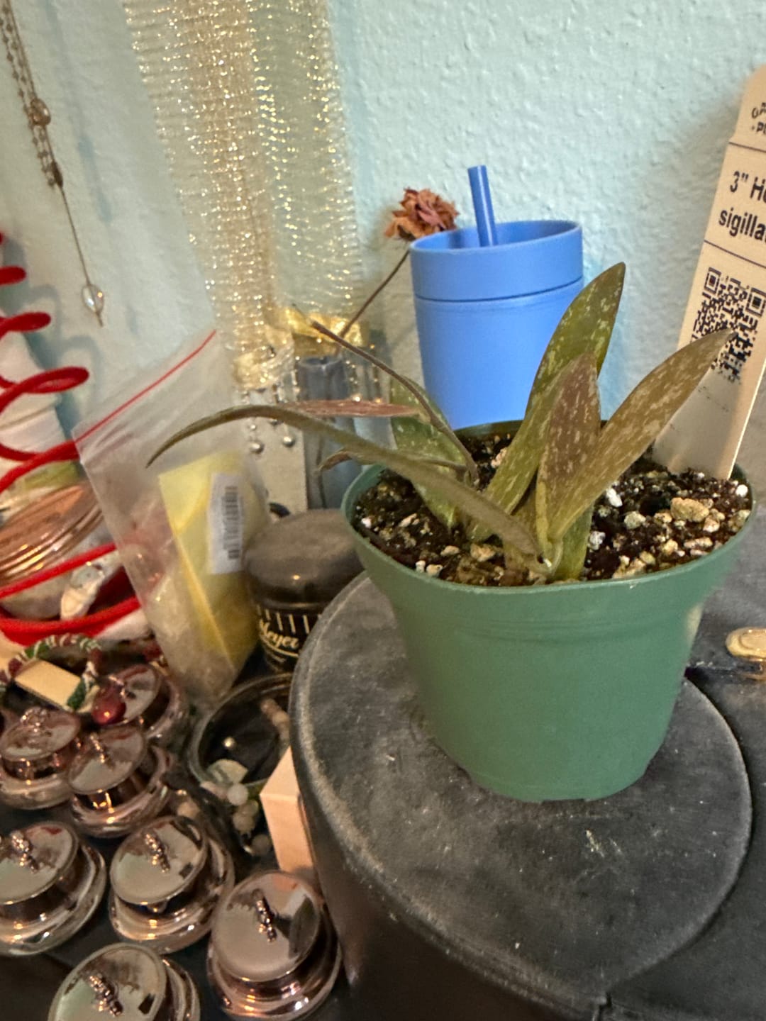 Customer photo review of Hoya sigillatis