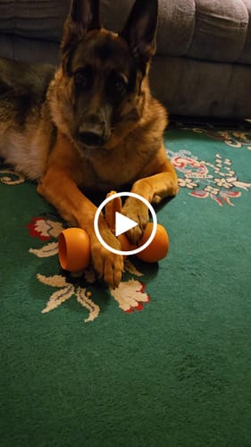 Customer video review of PUMPKIN YAK CHEWS