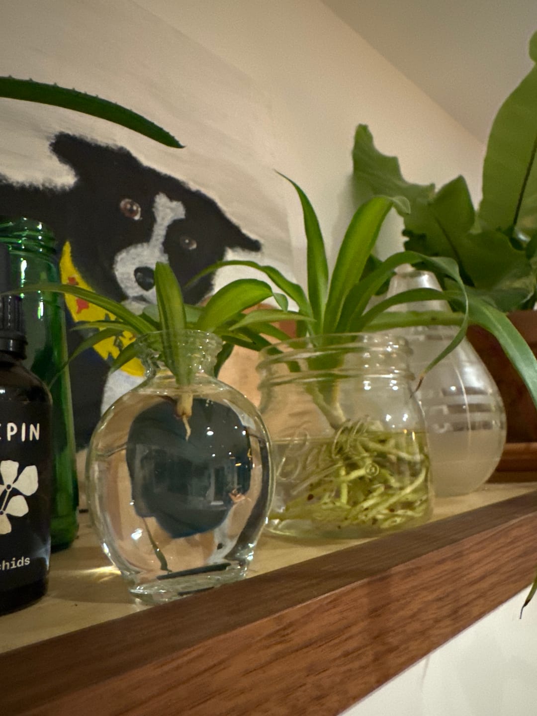 Customer photo review of Bud Vase