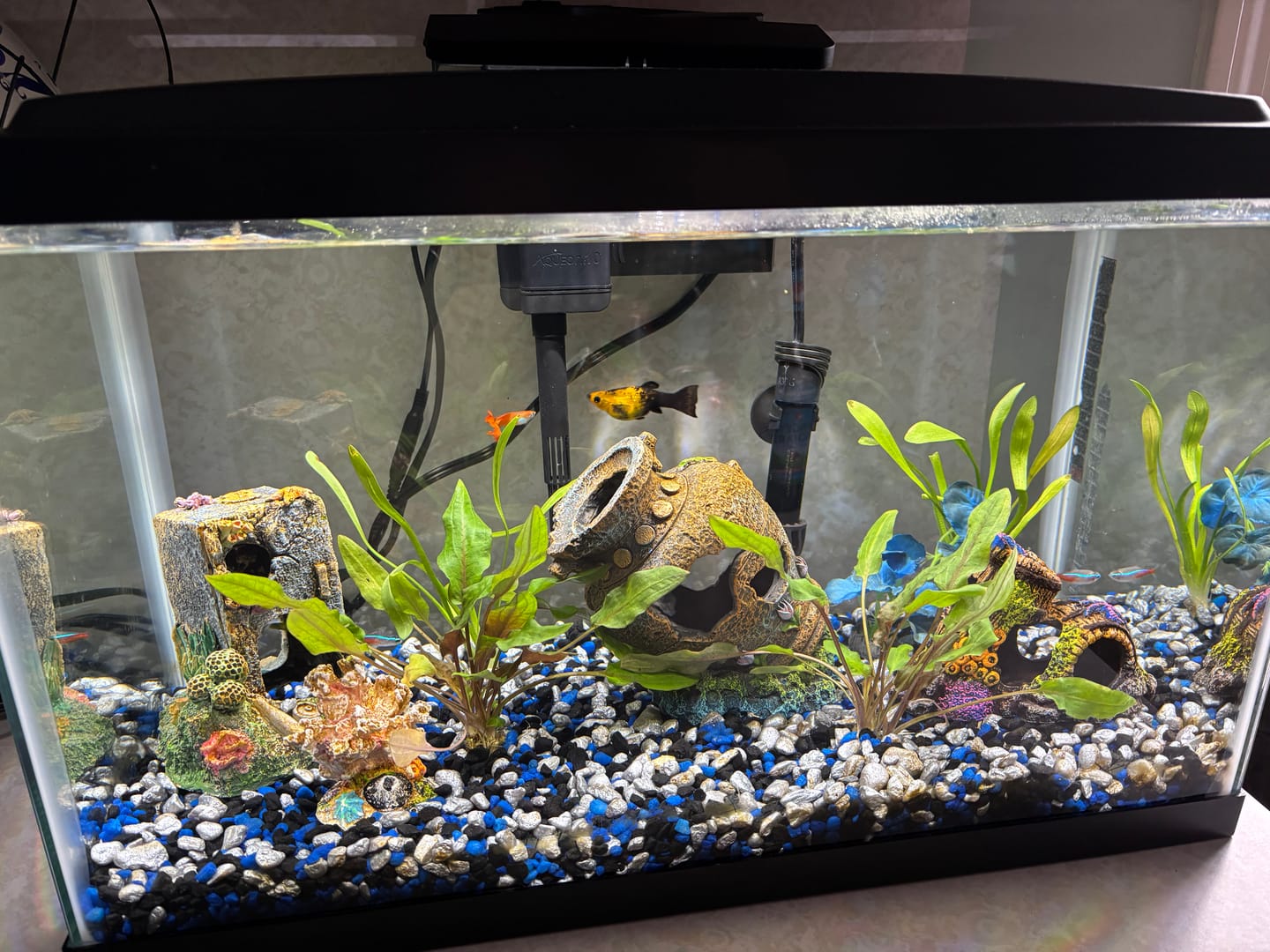 Customer photo review of Cryptocoryne Wendtii RED 'Mi Oya'