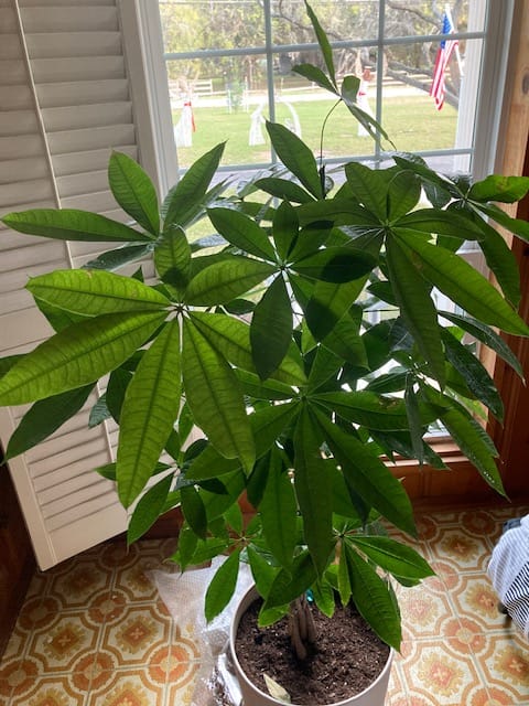Customer photo review of Money Tree Braided, Pachira Aquatica, Good Luck Tree