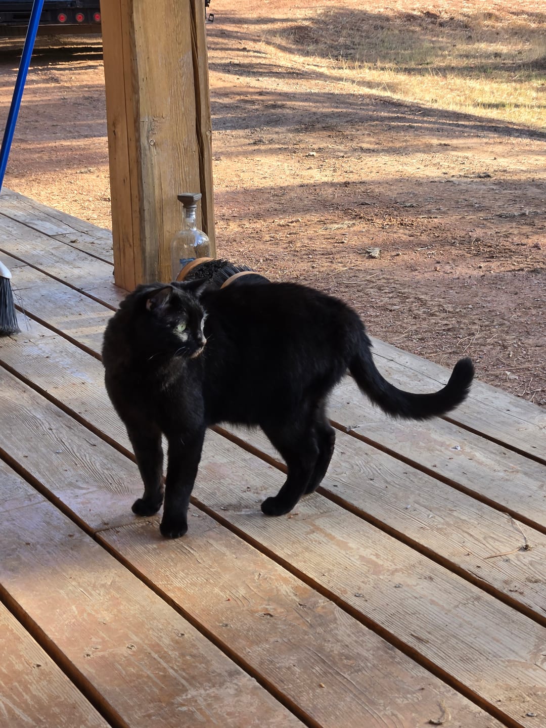 Customer photo review of Cat Broad Spectrum De-Wormer Remedy