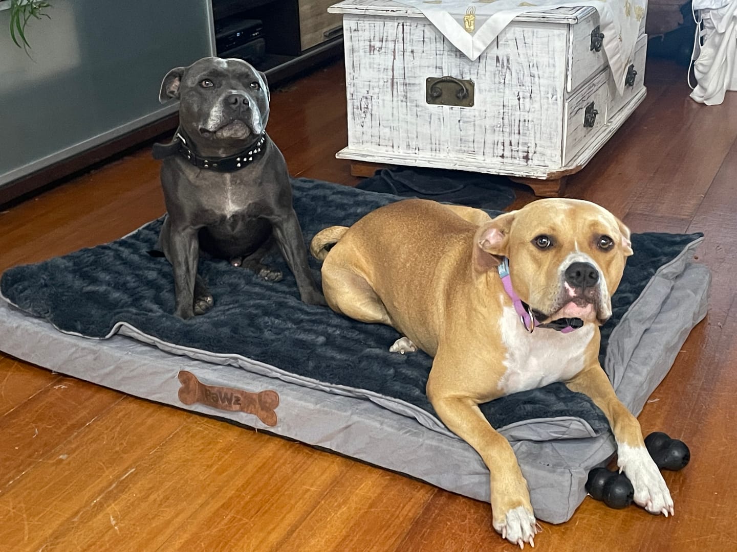 Customer photo review of Pawz Dog Memory Foam Mattress