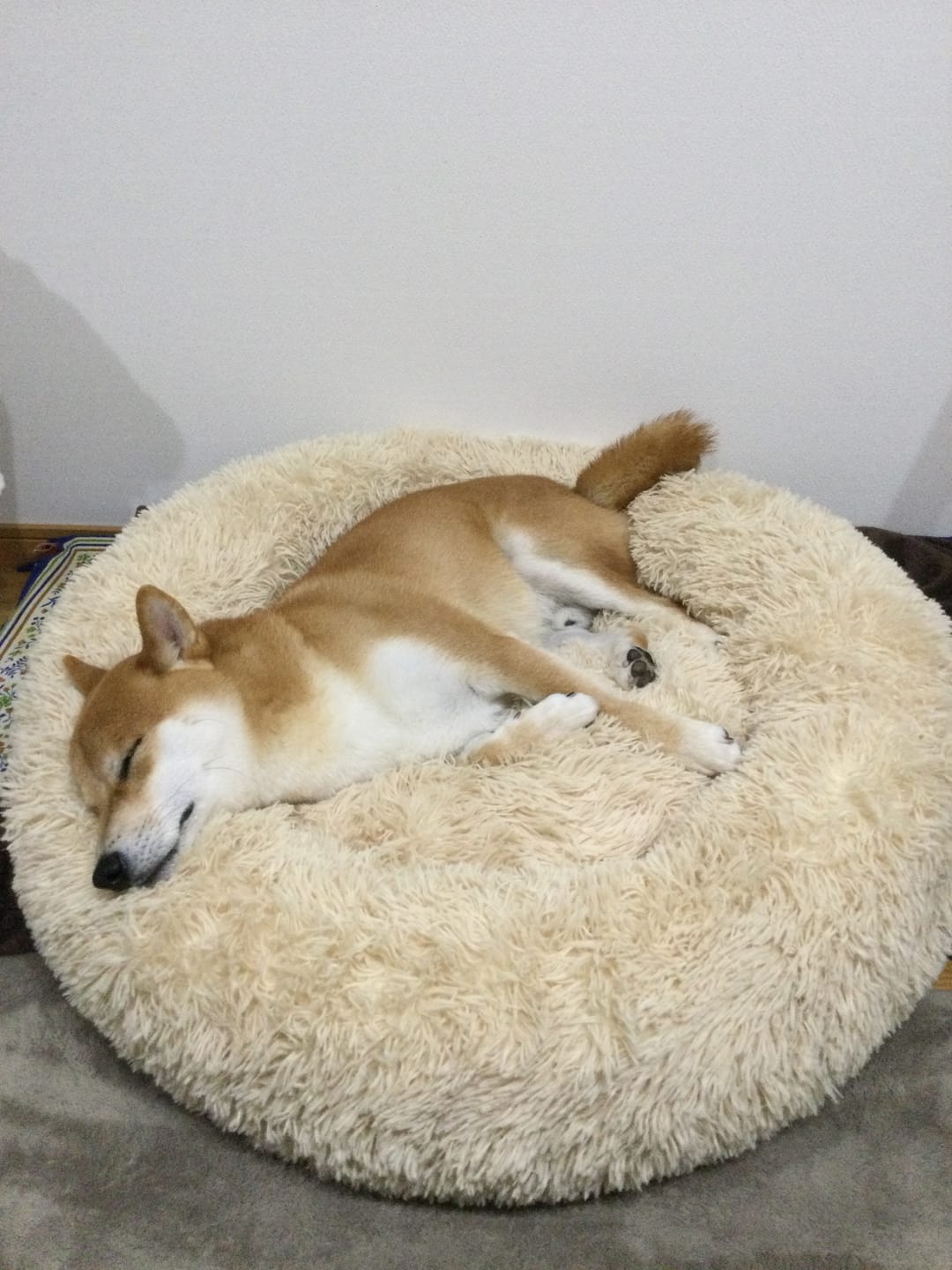 Customer photo review of 替えカバー（ペットが安らぐベッド、日本製クッションベッド専用）