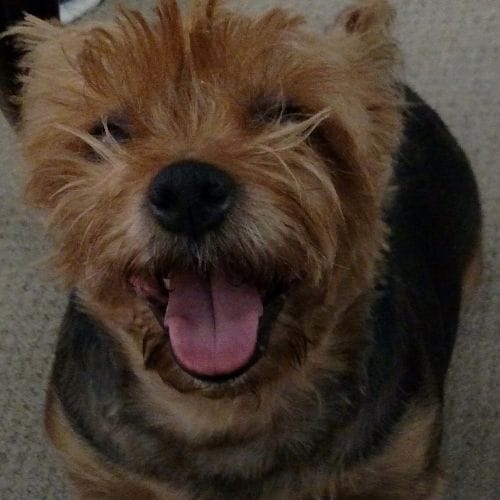 Customer photo review of STRĀ Dog Beaded Bracelet