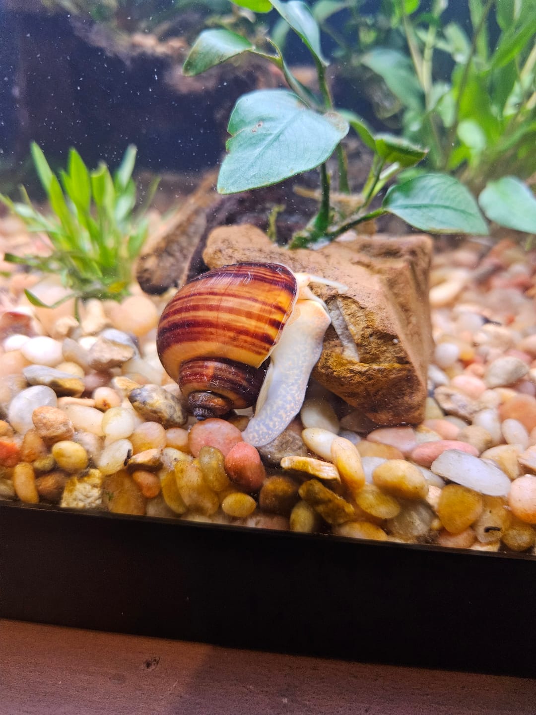 Customer photo review of Albino Mystery Snail