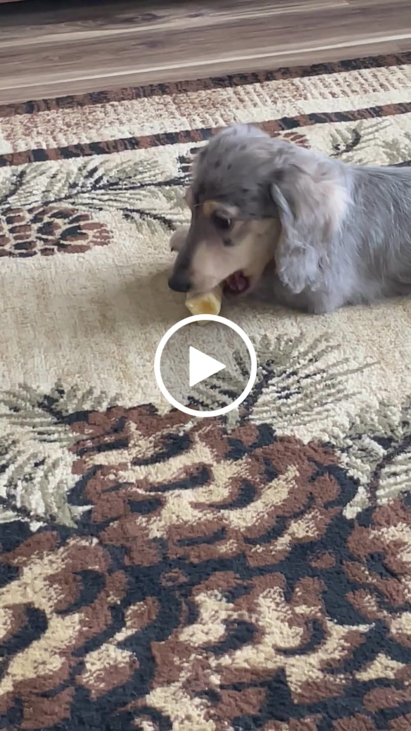 Customer video review of Himalayan Yak Chew (MEDIUM)