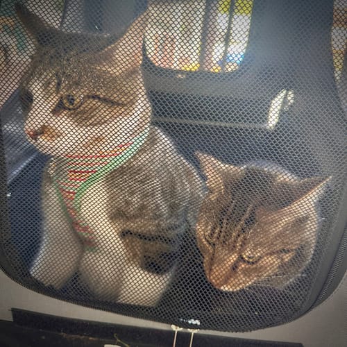 Customer photo review of PaWz Pet Stroller Bike Trailer Stroller Foldable Pet Trailer 3-IN-1 Outdoor With Sunroof