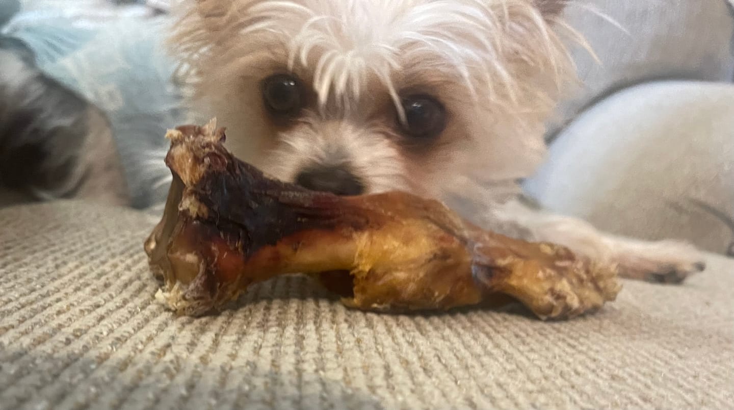 Customer photo review of Chewy Ostrich Flat Tendon: Satisfying All-Natural Chew for Dental Health & Gentle Digestion