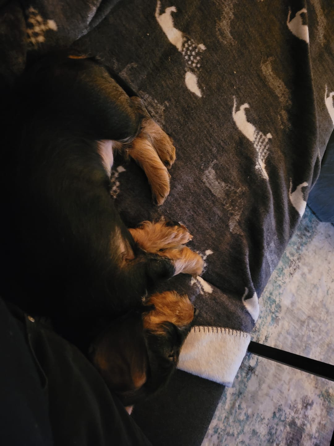 Customer photo review of TECKEL - KUSCHELDECKE DACKEL