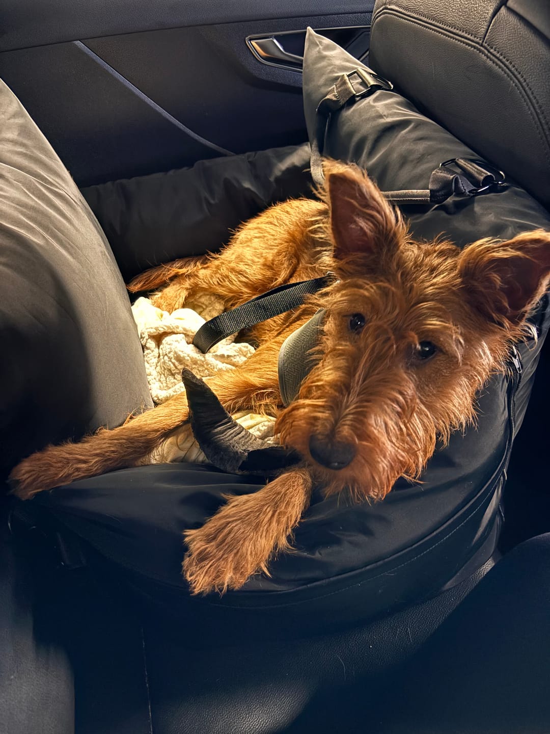 Customer photo review of Travel Dog Pod