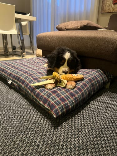 Customer photo review of Cuscino Rettangolare Scozzese Blu