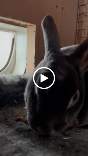 Customer video review of Dandelion Root Whole