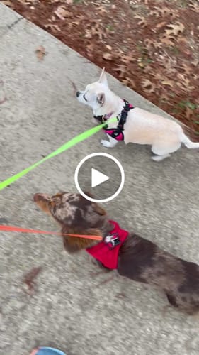 Customer video review of TangleFree