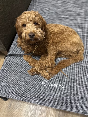 Customer photo review of 6 Inch Standard Bully Stick