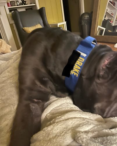 Customer photo review of Blue Bully Proof Collar