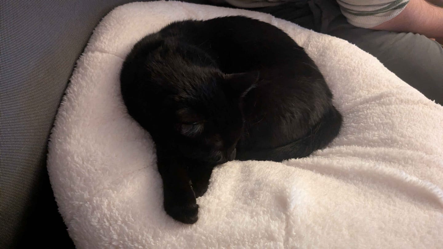 Customer photo review of Marshmallow Pudding Bed