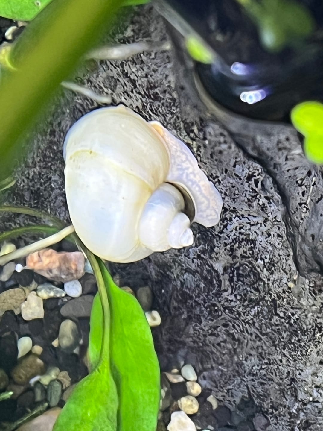 Customer photo review of Ivory Mystery Snail