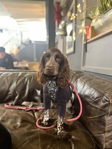 Customer photo review of Tough Trails™ Harness - Midnight Garden