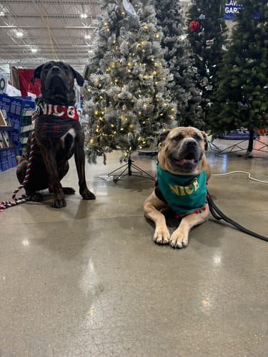 Customer photo review of Tacti Dog Leash - Black