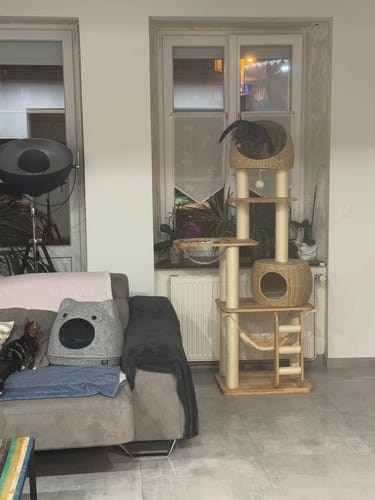 Customer photo review of Arbre à Chat - Jardin Whisker