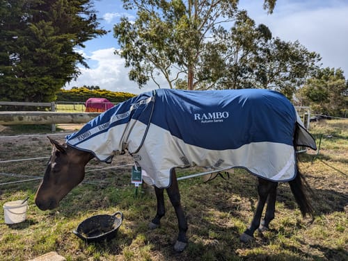 Customer photo review of Rambo Autumn Series Turnout DF